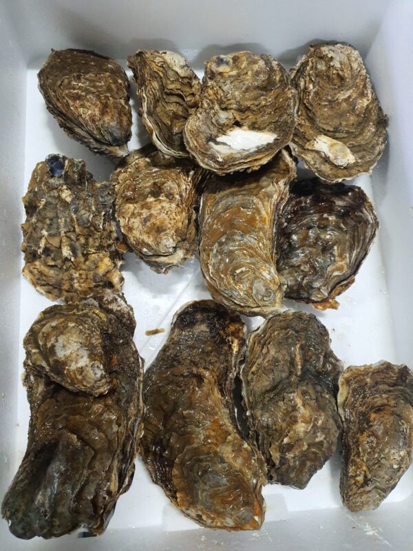 15 Mega oesters (400-500 gram per stuk)